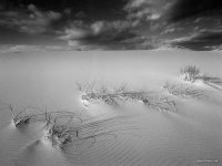 Oregon Dunes