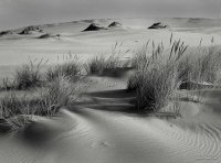 Oregon Dunes