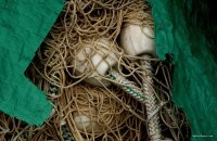 Fishing Nets