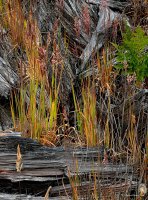 San Juan Islands - Fall