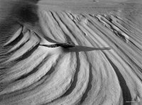 Oregon Dunes