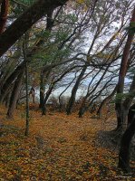 San Juan Islands - Fall