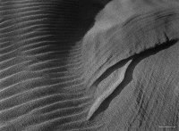 Oregon Dunes