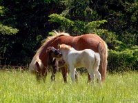 San Juan Islands - Spring