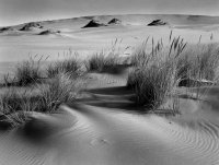 Oregon Dunes