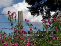 San Juan Islands - Summer