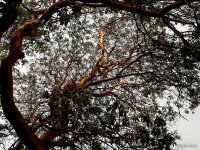 Madrona Moments