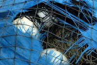 Fishing Nets