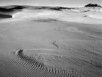 Oregon Dunes