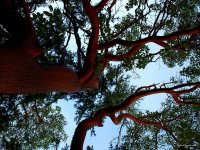 Madrona Moments