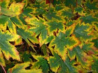 San Juan Islands - Fall