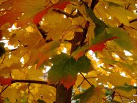 San Juan Islands - Fall